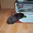 zkusek