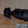 respekt p�ed Pacinem