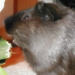 a zase ananas