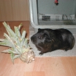 ananas